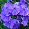 Phlox Paniculata Blue Paradise